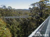 Valley of the Giants - Tree Walk